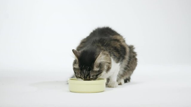 Cute Cat Enjoying Comfortably, Eating on a 4K White Infinite Background Studio Shot. Slow moition. 
