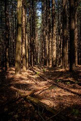 Autumn forest in the morning