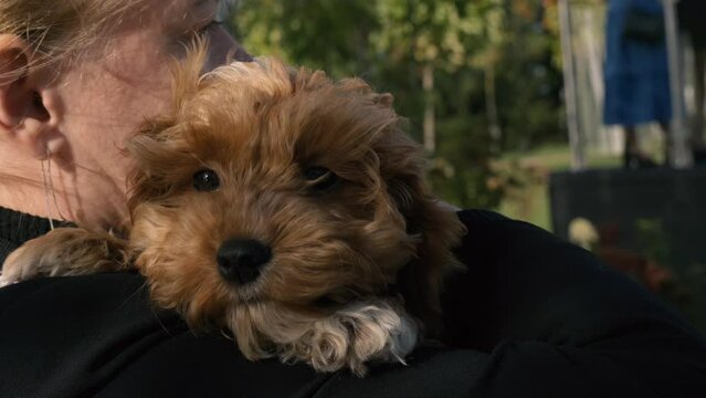 A cavapoo puppy in the arms of a woman. Close-up.