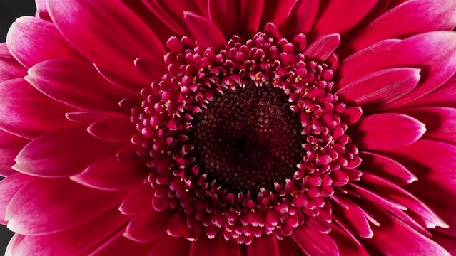 Rotating red gerbera flower. Gerbera Leandria close-up.