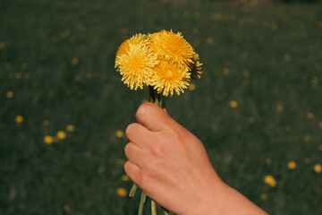 The hand of a woman holding a yellow dandelion flowers. Bouquet of yellow flowers at summer day
