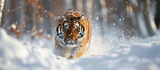 Zelfklevend Fotobehang Siberian tiger hunting prey in snowy winter. © AkuAku