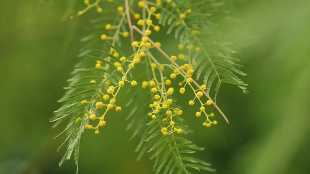 Blooming Mimosa Tree In Early Spring. Mimosa Flowers. Acacia Dealbata Or Silver Wattle Yellow Flowers Blooming. Selective focus.