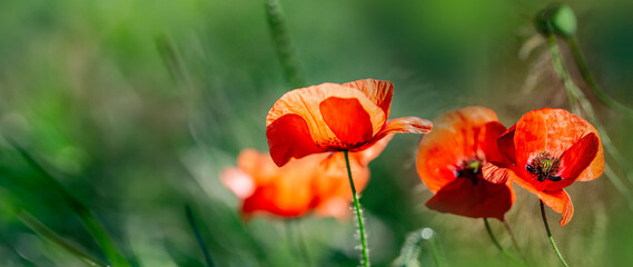 red poppies on a field close up