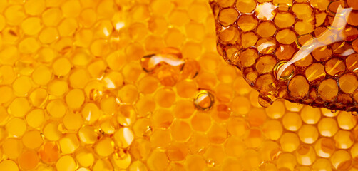 honey texture close up in the detail - obrazy, fototapety, plakaty