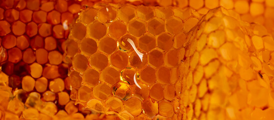 honey texture close up in the detail - obrazy, fototapety, plakaty