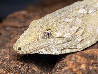 Leachianus Gecko, Rhacodactylus leachianus, Leachie