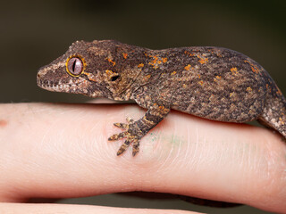 baby gargoyle gecko 