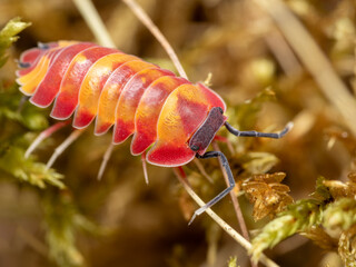 Merulanella sp. Scarlett Isopod, Macro close up