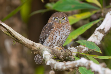 Cuban pygmy owl - Glaucidium siju perched at green background. Photo from Playa Larga in Cuba. Cuban pygmy owl is endemic cuban bird, owl.