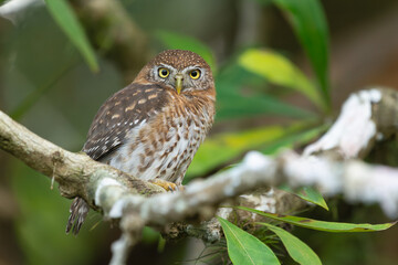 Cuban pygmy owl - Glaucidium siju perched at green background. Photo from Playa Larga in Cuba. Cuban pygmy owl is endemic cuban bird, owl. Copy space on right side.