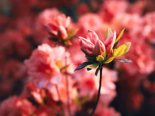 Photo sur Plexiglas Azalée Pink flowers in the garden