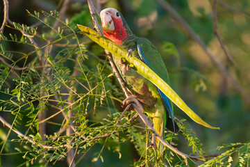 Cuban amazon, Cuban parrot, rose-throated parrot - Amazona leucocephala eating on tree at green background. Phot from Playa Larga in Cuba.