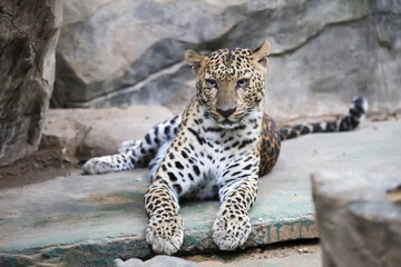 The leopard tiger is cute and speed wildanimal in zoology.