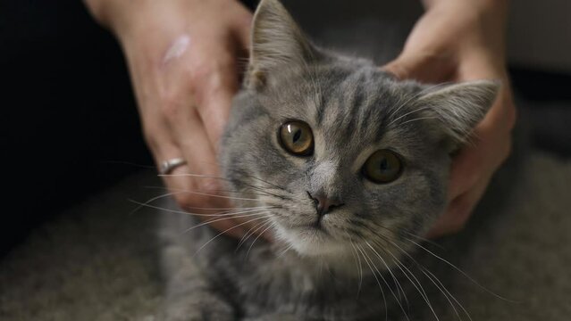 A woman's hand strokes a gray cat. Close-up.