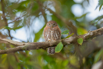 Cuban pygmy owl - Glaucidium siju perched at green background. Photo from Playa Larga in Cuba. Cuban pygmy owl is endemic cuban bird, owl. 