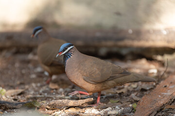 Blue-headed quail-dove or blue-headed partridge-dove - Starnoenas cyanocephala walking on ground. Photo from Cueva de los Peces Cuba. This bird is endemic to Cuba.
