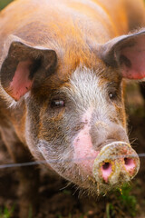 Fototapeta premium close-up vertical portrait of pietrain pig in his pigsty looking at the camera. Farm animals and rural economy