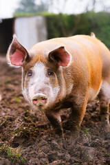 close-up vertical portrait of pietrain pig in his pigsty looking at the camera. Farm animals and rural economy