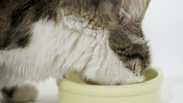 Cute Cat Enjoying Comfortably, Eating on a 4K White Infinite Background Studio Shot. Slow moition. 