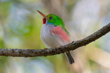 Cute cuban tody - todus multicolor perched at colorful background. Photo from Playa Larga in Cuba. Cuban tody is endemic cuban bird.