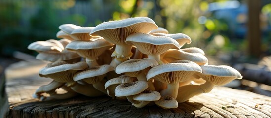 Producing many king oyster mushrooms at home through fungiculture. - obrazy, fototapety, plakaty