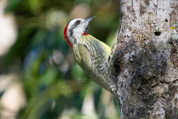 Cuban green woodpecker  - Xiphidiopicus percussus -  carpintero verde on tree at green background. Photo from Cueva de los Peces in Cuba. this woodpecker is endemic to Cuba.