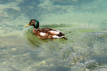 Serene duck gracefully glides across the tranquil waters of a pristine lake, surrounded by lush...