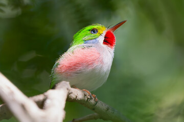 Cute cuban tody - todus multicolor perched at light brown background. Photo from Playa Larga in...