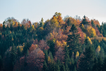 A tapestry of fall foliage.