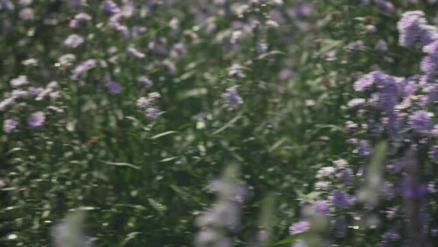 purple margaret flower garden field