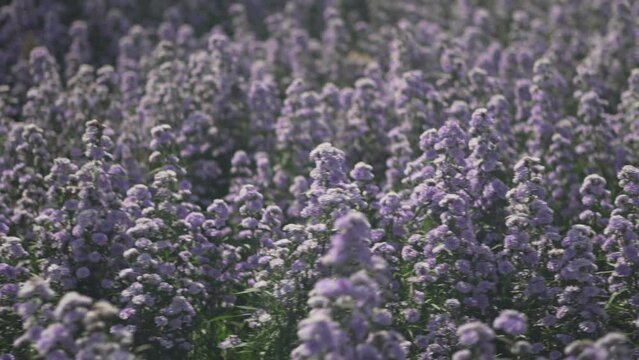 purple margaret flower garden field