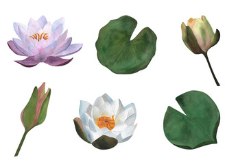 Delicate set of watercolor isolated white purple waterlily bud leaves For stickers Women's day 2024 wedding invitations 2024 postcards spa yoga design 2024 poster tender  beauty salon wrapping - obrazy, fototapety, plakaty