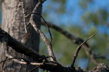 Female Eastern Bluebird perched on a tree branch in the shade
