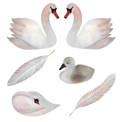 Obraz premium Watercolor white swans and pastel feathers Cute birds and cub For baby design wedding invitation postcard poster sticker poster baby decoration logo wrapping paper wallpaper print Scrapbooking Avian