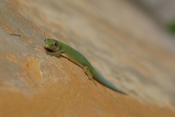 Beautiful emerald green day gecko smiling with blue eyes 