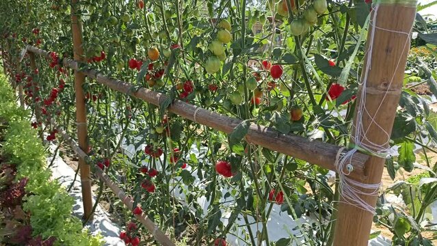 tomatoes growing in garden farm field. Agriculture and farming