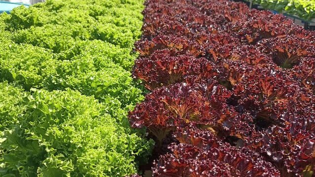 hydroponic lettuce vegetable growing in agriculture farm