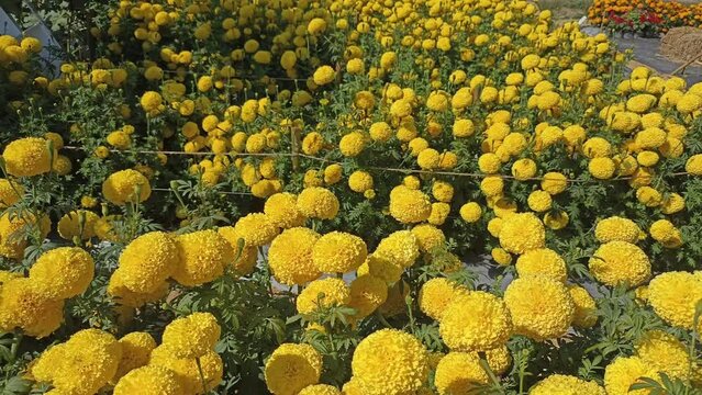 blooming marigold in flower meadow field. Blossom agriculture