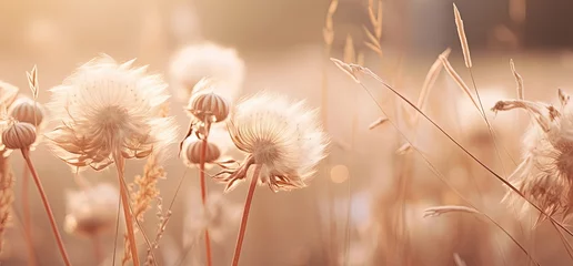  dandelion seed field, dandelion seed ball, Generative Ai © QuietWord