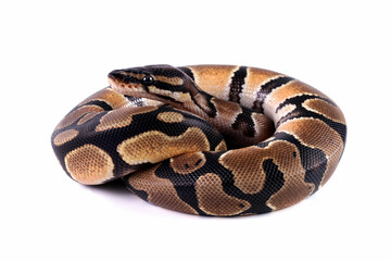Ball python snake isolated on white, close-up head and skin, python regius