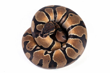 Ball python snake isolated on white, close-up head and skin, python regius