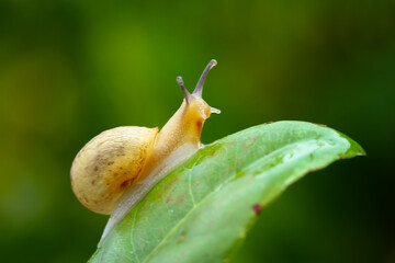 Little snail on a leaves, small animals as plant pests - Powered by Adobe