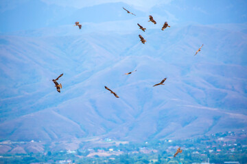 A flock of eagles flying over the city. Golden eagles in free flight. Wild birds of prey have gathered in a flock and are flying above the ground. - obrazy, fototapety, plakaty
