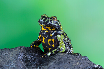 Oriental Fire Bellied Toad sitting on a rock