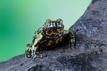 Oriental Fire Bellied Toad sitting on a rock