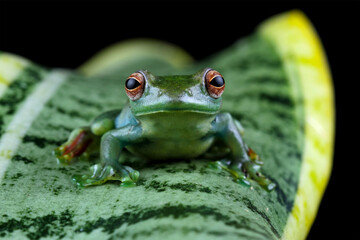 Rhacophorus dulitensis, Jade tree frog sitting on leaves