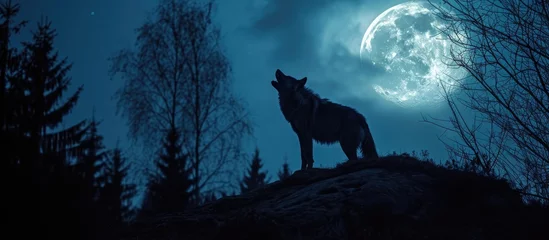 Fotobehang Howling wolf at the Moon. © AkuAku