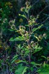 Arctium minus. Lesser burdock plant with its inflorescences.