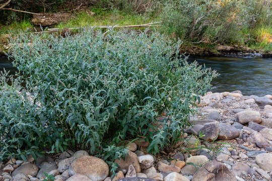 Mentha longifolia. Horse mint on the banks of the Bernesga River, Cuadros, León, Spain.